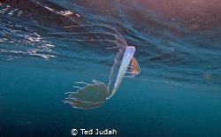 I was totally amazed to come across this deep sea ribbon ... by Ted Judah 